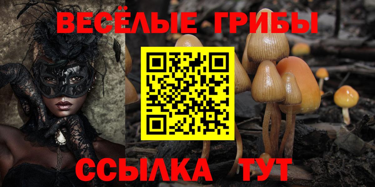 Псилоцибиновые грибы Psilocybe Камышин